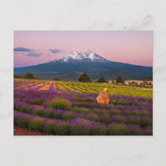 Carte Postale Coucher de soleil de la lavande Shasta...