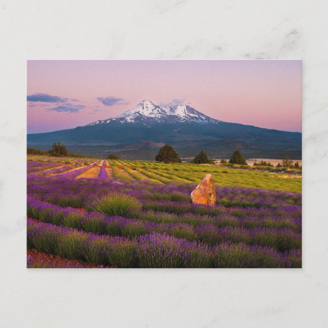Carte Postale Coucher de soleil de la lavande Shasta... (Devant)