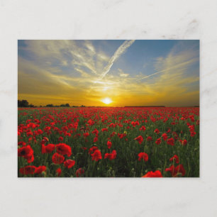 Carte Postale Coucher de soleil de pavot rouge