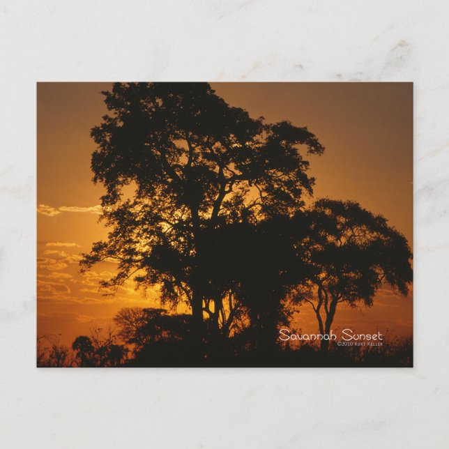 Carte Postale Coucher de soleil de Savannah (Devant)