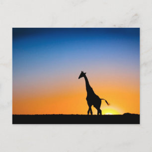 Carte Postale Coucher de soleil des girafes