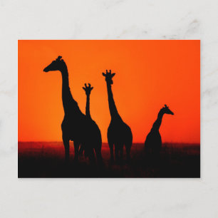 Carte Postale Coucher de soleil en Afrique