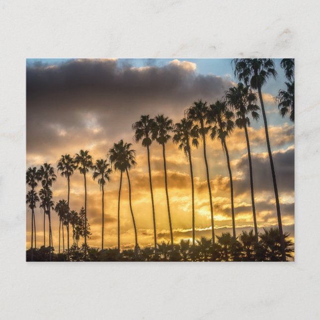 Carte Postale Coucher de soleil en Californie avec palmiers (Devant)