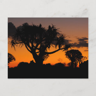 Carte Postale Coucher de soleil en Namibie