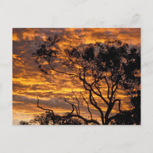 Carte Postale Coucher de soleil, parc national d'Uluru-Kata Tjut