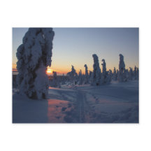 Coucher de soleil sur la forêt en Laponie