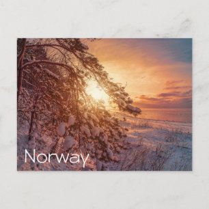 Carte Postale Coucher de soleil sur la mer et le pin