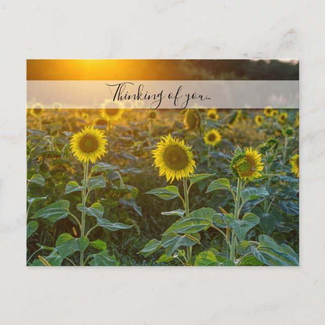 Carte Postale Coucher De Soleil Sur Le Terrain De Tournesol Pens (Devant)