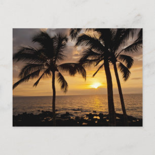 Carte Postale Coucher de soleil sur palmier