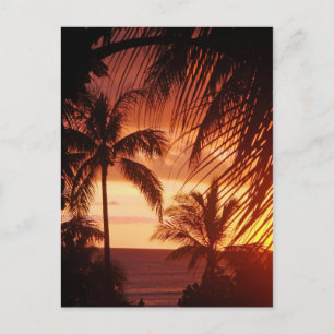 Carte Postale Coucher de soleil sur palmier à Hawaii