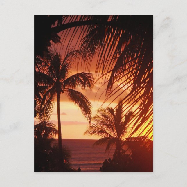 Carte Postale Coucher de soleil sur palmier à Hawaii (Devant)