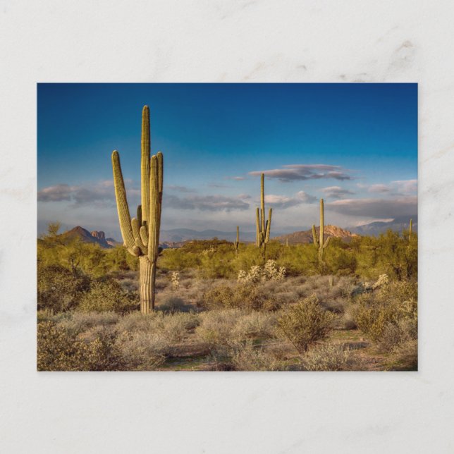 Carte Postale Coucher du soleil de cactus en Arizona (Devant)