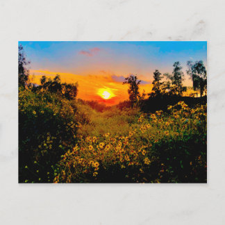 Carte Postale Coucher du soleil fleurs sauvages jaunes de