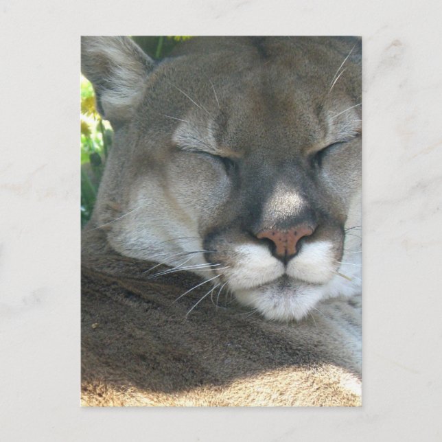Carte Postale Cougar (Devant)