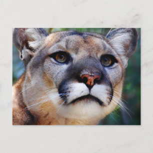 Carte Postale Cougar
