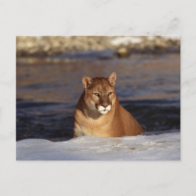 Carte Postale Cougar (Devant)