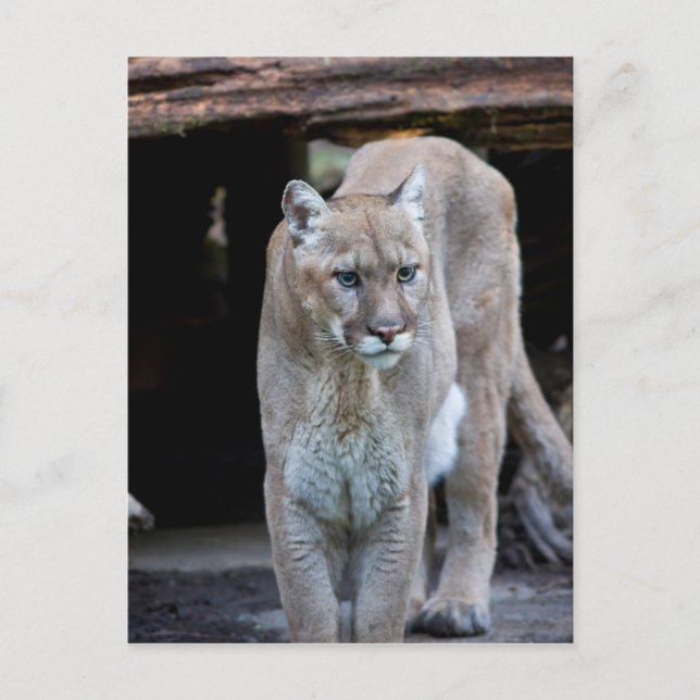 Carte Postale Cougar (Devant)