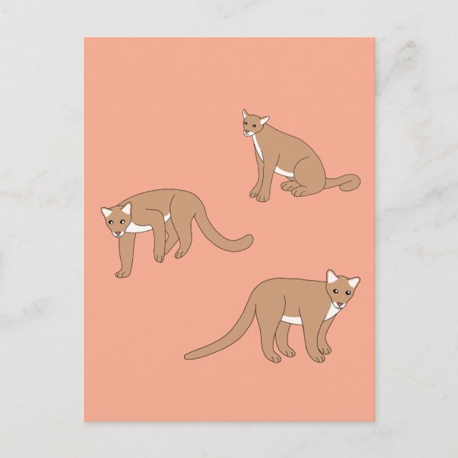 Carte Postale Cougar (Devant)