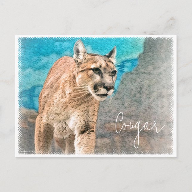 Carte Postale Cougar ポストカード (Devant)