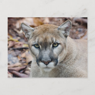 Carte Postale Cougar, lion de montagne, panthère de Floride, Pum