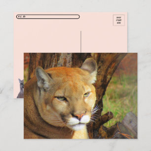Carte postale Cougar Majestic avec boîte d'identit