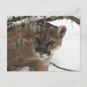 Carte Postale Cougar neige (Puma Concolor) en hiver