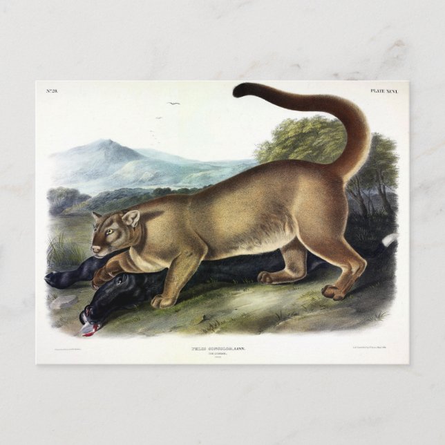Carte Postale Cougar ou Puma, Panther, Lion de montagne, Montagn (Devant)