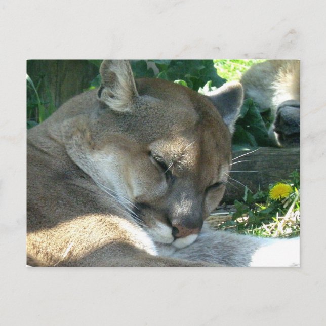 Carte postale Cougar Repose (Devant)