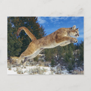 Carte Postale Cougar sauteur