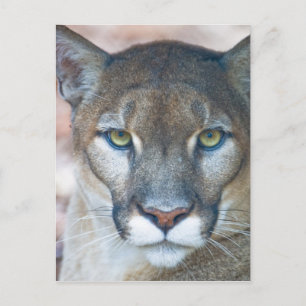 Carte Postale Couguar, lion de montagne, panthère de Floride, Pu