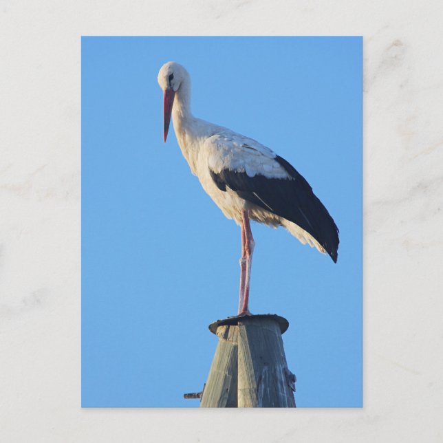 Carte Postale Coulée sur poteau (Devant)