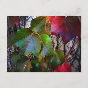 Carte Postale Couleur d'automne