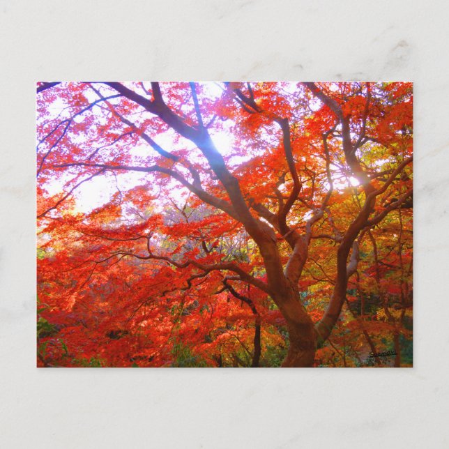 Carte Postale Couleur d'automne (Devant)