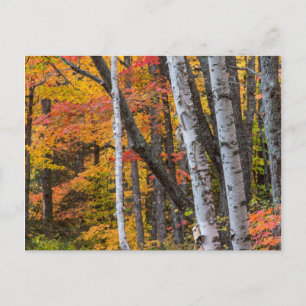 Carte Postale Couleur D'Automne Dans La Forêt Près Du Port De Cu