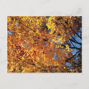 Carte Postale Couleur de chute Racine