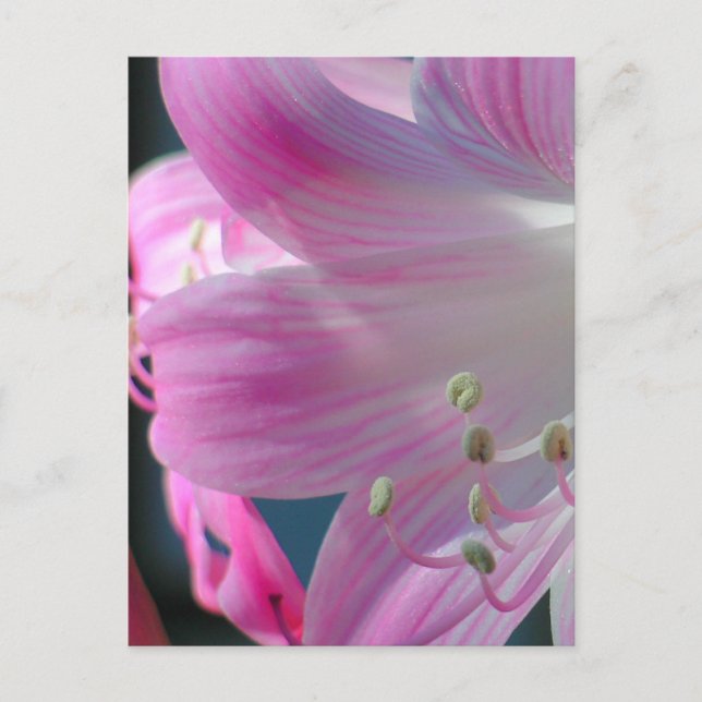 Carte Postale couleur rose Embrasser (Devant)