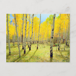 Carte Postale Couleurs automnales des arbres d'Aspen 4