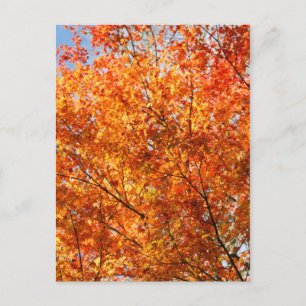 Carte Postale Couleurs d'automne