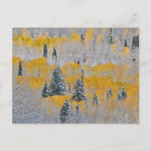 Carte Postale Couleurs d'automne des Aspens et du col de la neig