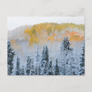 Carte Postale Couleurs d'automne des trembles et neige fraîche K