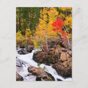 Carte Postale Couleurs d'automne le long de Bishop Creek, CA