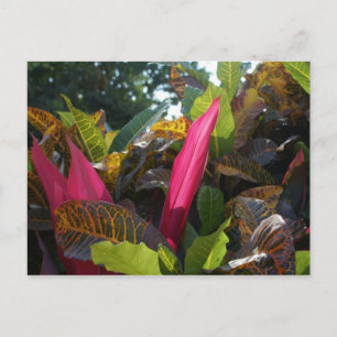 Carte Postale Couleurs de Bucerias, Mexique