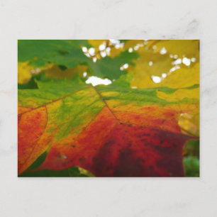 Carte Postale Couleurs de la feuille d'érable Photographie de la