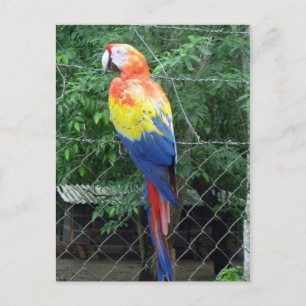 Carte Postale couleurs de l'ara écarlate