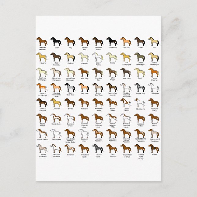 Carte Postale Couleurs du cheval (Devant)