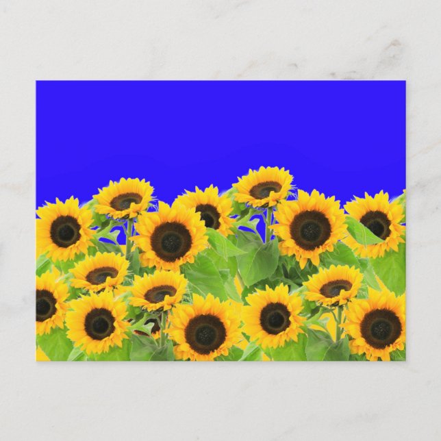 Carte Postale Couleurs du drapeau ukrainien - Paix (Devant)