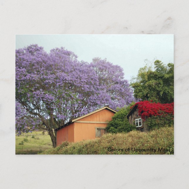 Carte Postale Couleurs du Haut Pays Maui (Devant)