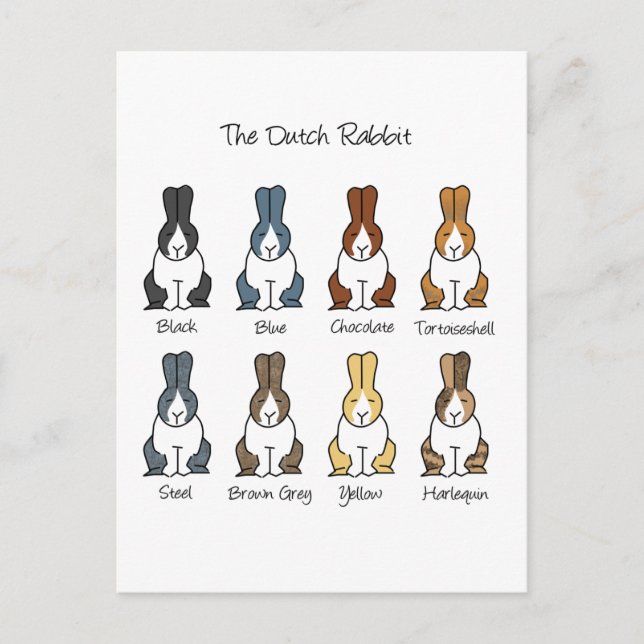 Carte Postale Couleurs hollandaises de lapin (Devant)