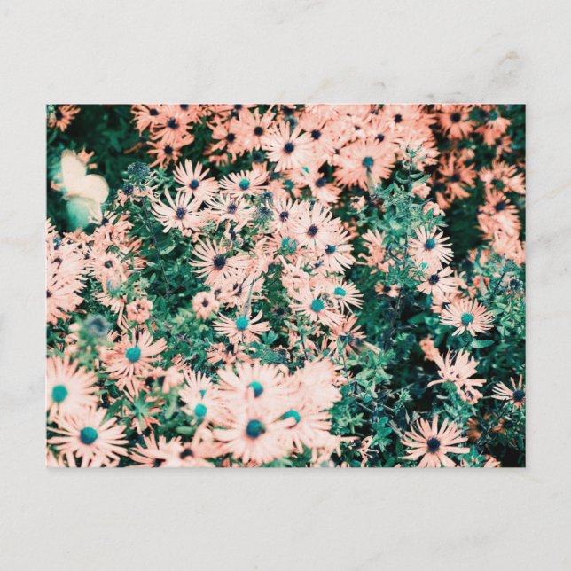Carte Postale Couleurs uniques fleurs sauvages (Devant)