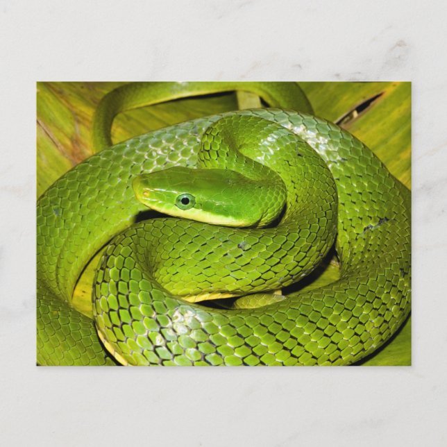 Carte Postale Couleuvre Ratier Bush Vert (Devant)